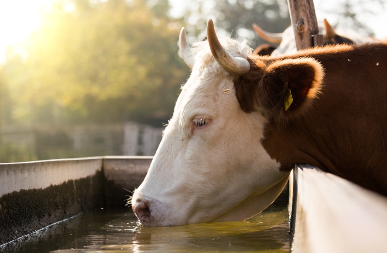 water ontsmetting dieren - koeien - melkkoe